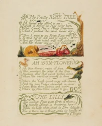 &39;My Pretty Rose Tree&39; e &39;Ah! Sun-flower, &39;e&39; The Lily, &39;de&39; Songs of Experience, &39;1794 (gravura em relevo com coloração de mão e aquarela)